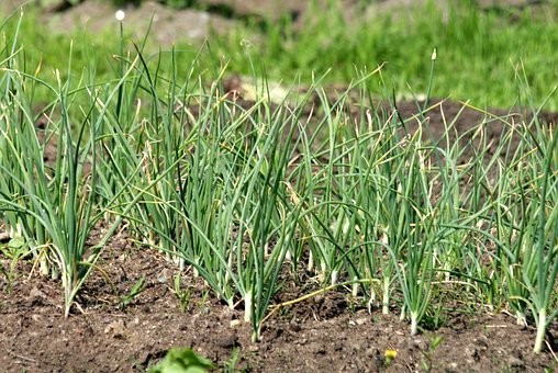 Molina de Arag&oacute;n crea un huerto social ecol&oacute;gico