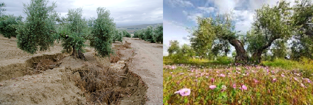 LA AGRICULTURA EN NAVAS DE SAN JUAN SE ADAPTA Y MI